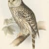 Gould Birds of Europe, Pl. 44 Ural Owl