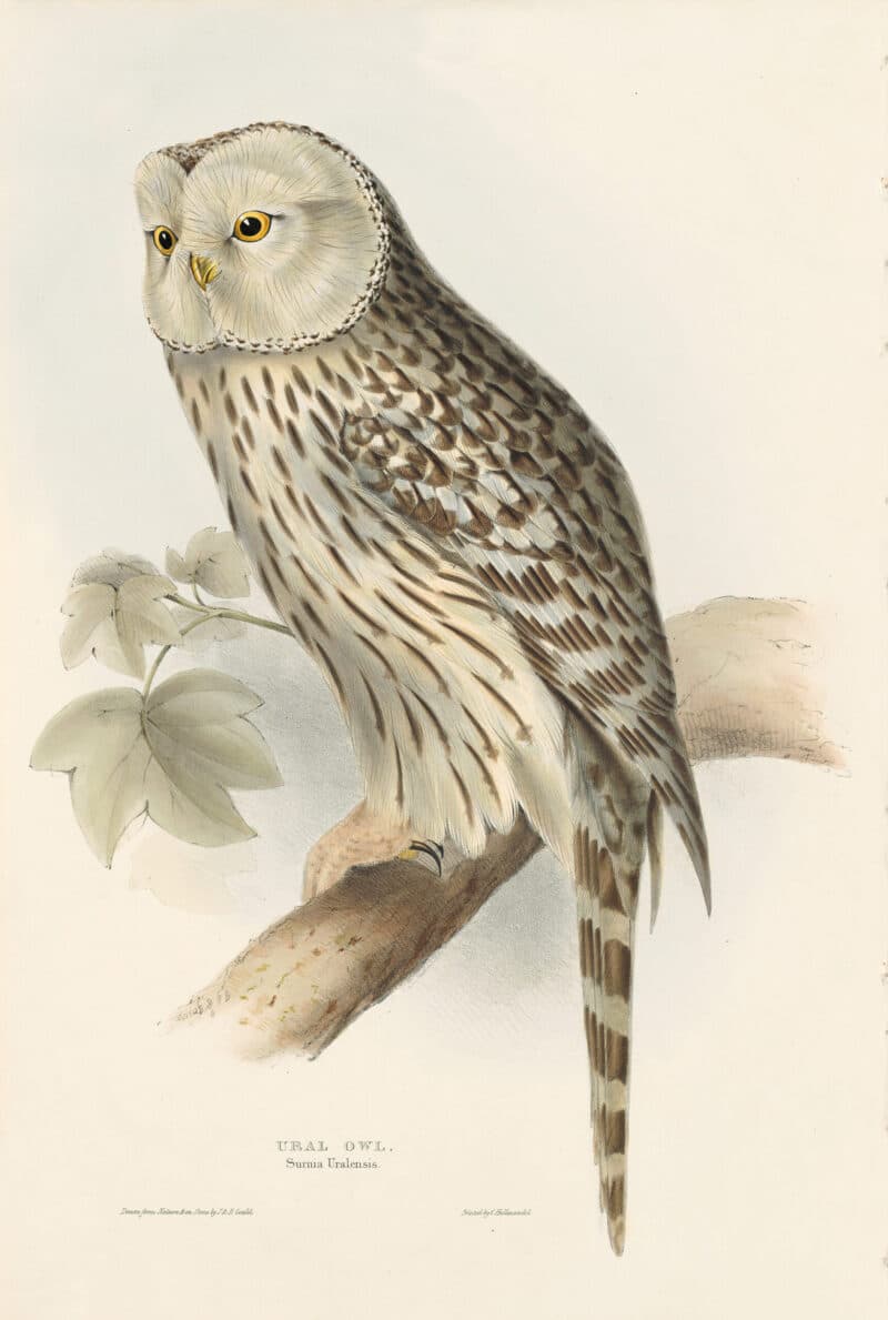 Gould Birds of Europe, Pl. 44 Ural Owl