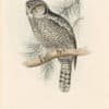 Gould Birds of Europe, Pl. 45 Hawk Owl