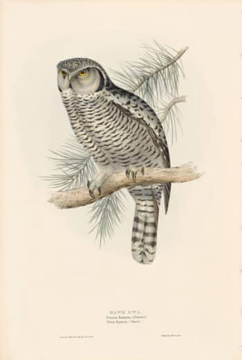 Gould Birds of Europe, Pl. 45 Hawk Owl