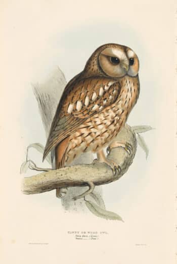 Gould Birds of Europe, Pl. 47 Tawny or Wood owl