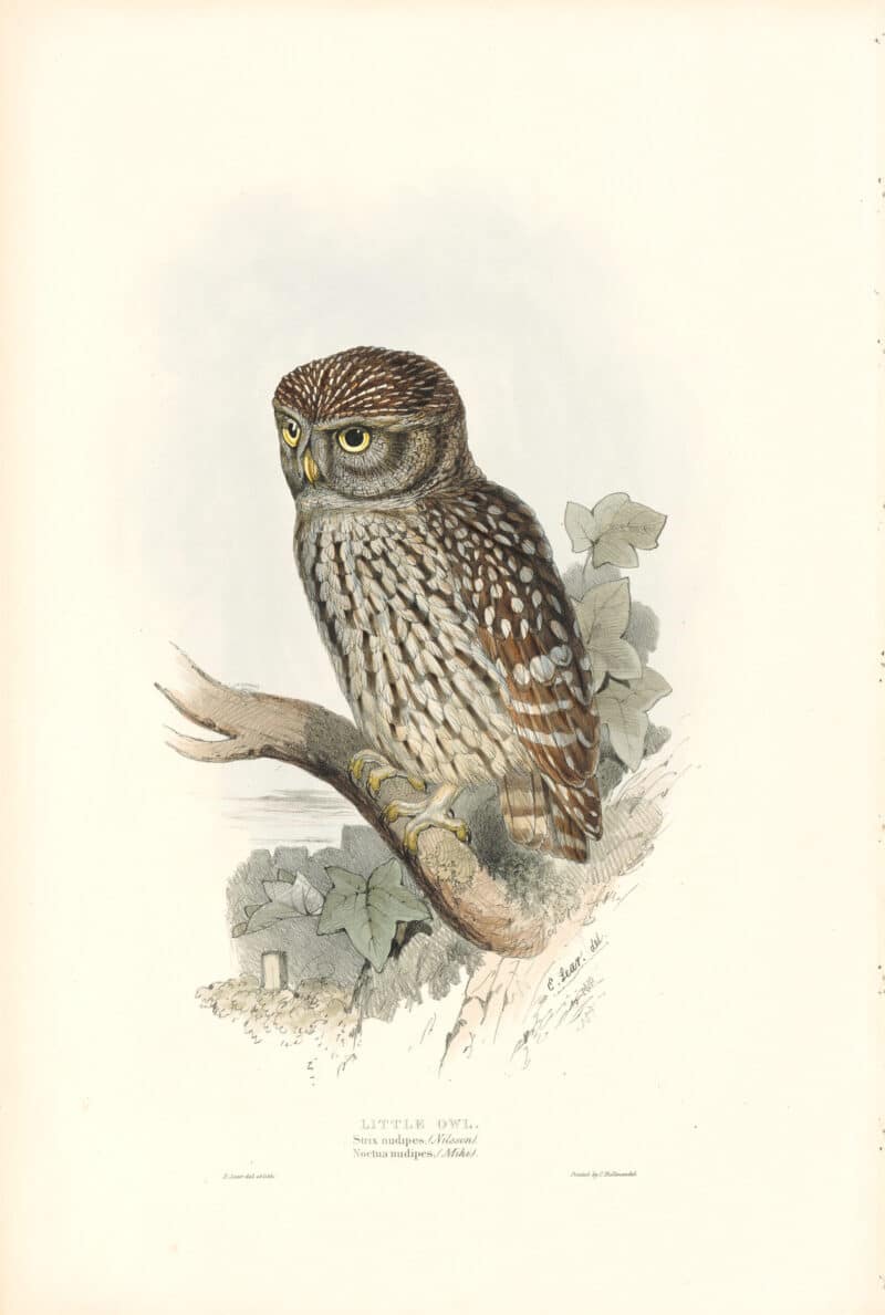 Lear Birds of Europe, Pl. 48 Little Owl