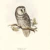 Lear Birds of Europe, Pl. 49 Tengmalm's Owl