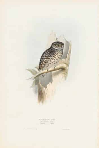 Gould Birds of Europe, Pl. 50 Sparrow Owl