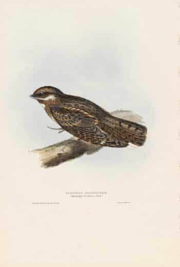 Gould Birds of Europe, Pl. 51 European Goatsucker