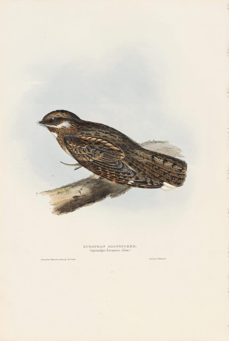 Gould Birds of Europe, Pl. 51 European Goatsucker