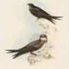 Gould Birds of Europe, Pl. 53 Swift & White-Bellied Swift
