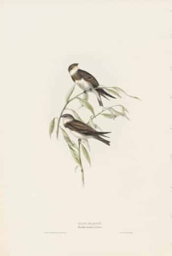 Gould Birds of Europe, Pl. 58 Sand Martin