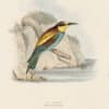 Gould Birds of Europe, Pl. 59 Bee Eater