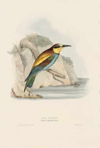 Gould Birds of Europe, Pl. 59 Bee Eater