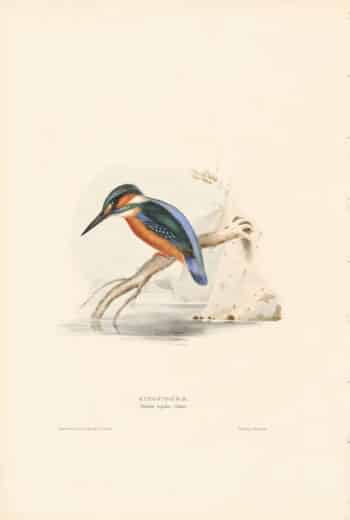 Gould Birds of Europe, Pl. 61 Kingfisher