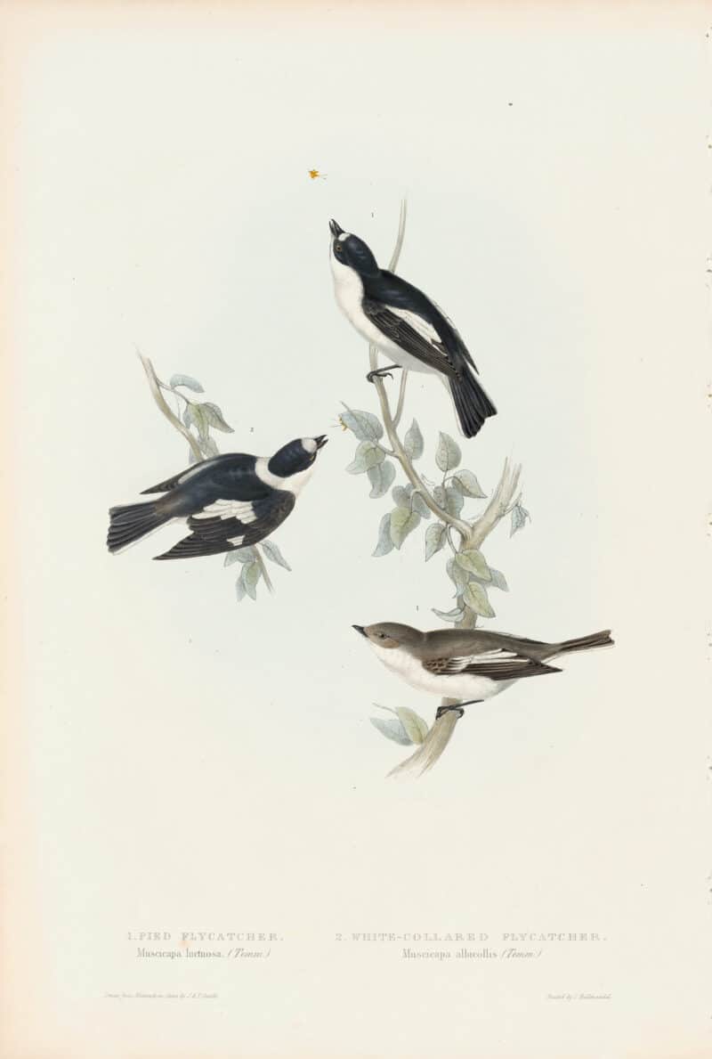 Gould Birds of Europe, Pl. 63 Pied Flycatcher & White-Collared Flycatcher