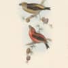 Gould Birds of Europe Pl. 201, Parrot Crossbill