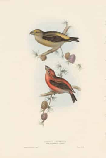 Gould Birds of Europe Pl. 201, Parrot Crossbill