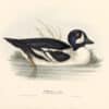 Gould Birds of Europe, Pl. 380 Barrow's Duck