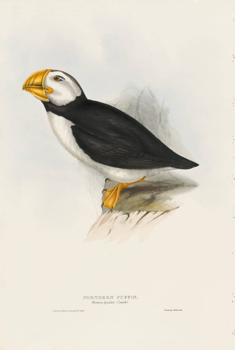 Gould Birds of Europe, Pl. 404 Northern Puffin