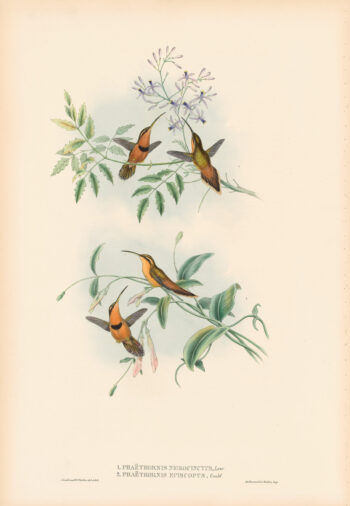 Gould Hummingbirds, Pl. 39, Belted Hermit