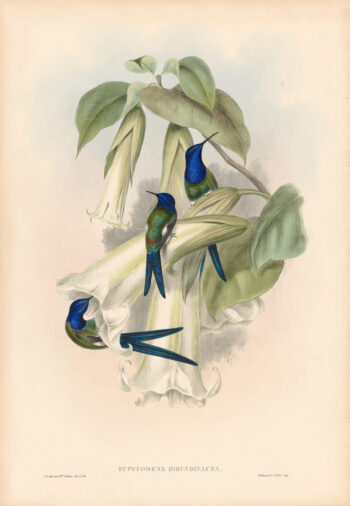 Gould Hummingbirds, Pl. 42, Swallow-tail