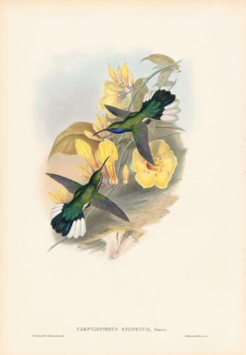 Gould Hummingbirds, Pl. 46, Blue-throated Sabre-wing