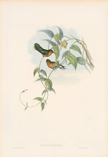 Gould Hummingbirds, Pl. 56, Buff-breasted Leucippus