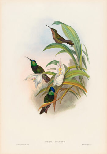 Gould Hummingbirds, Pl. 59, The Rivoli