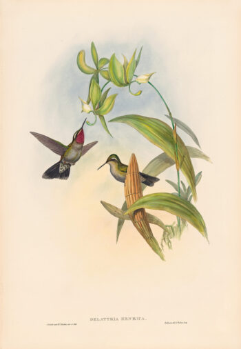 Gould Hummingbirds, Pl. 62, Henry De Lattre's Cazique
