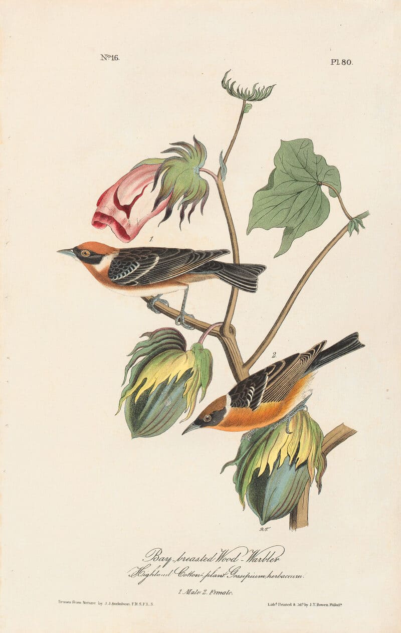 Audubon 1st Ed. Octavo Pl. 80 Bay-breasted Wood-Warbler