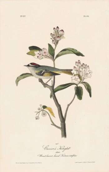 Audubon 1st Ed. Octavo Pl. 131 Cuvier's Kinglet