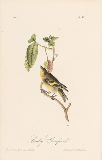 Audubon 1st Ed. Octavo Pl. 185 Stanley Goldfinch