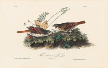 Audubon 1st Ed. Octavo Pl. 186 Fox-coloured Finch
