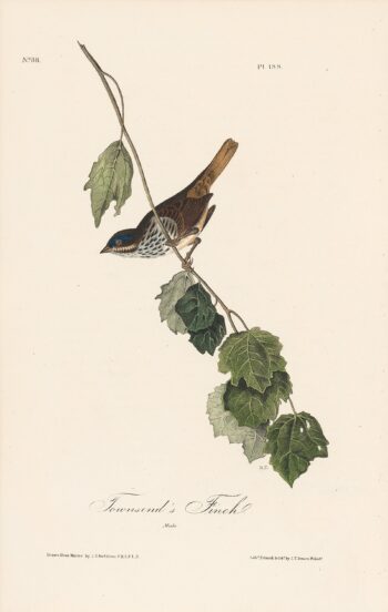 Audubon 1st Ed. Octavo Pl. 188 Townsend's Finch