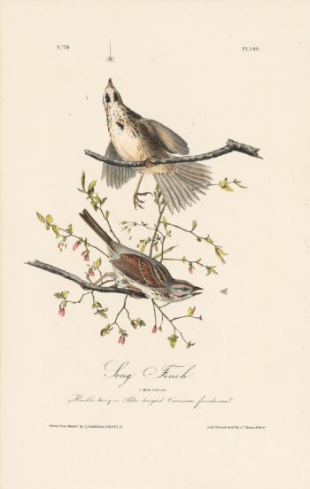 Audubon 1st Ed. Octavo Pl. 189 Song Finch