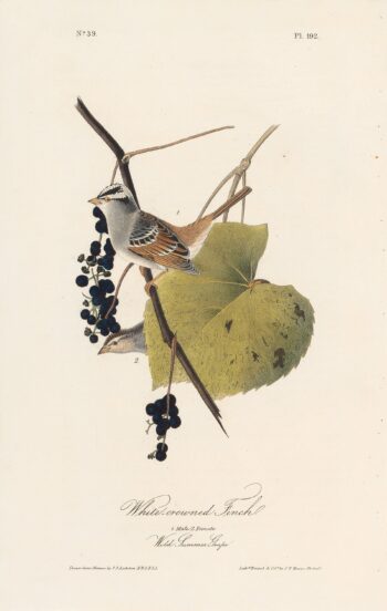 Audubon 1st Ed. Octavo Pl. 192 White-crowned Finch