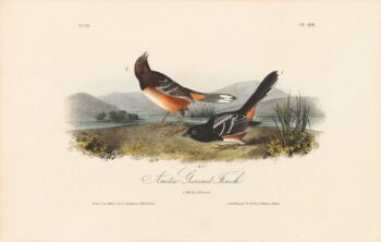 Audubon 1st Ed. Octavo Pl. 194 Arctic Ground Finch