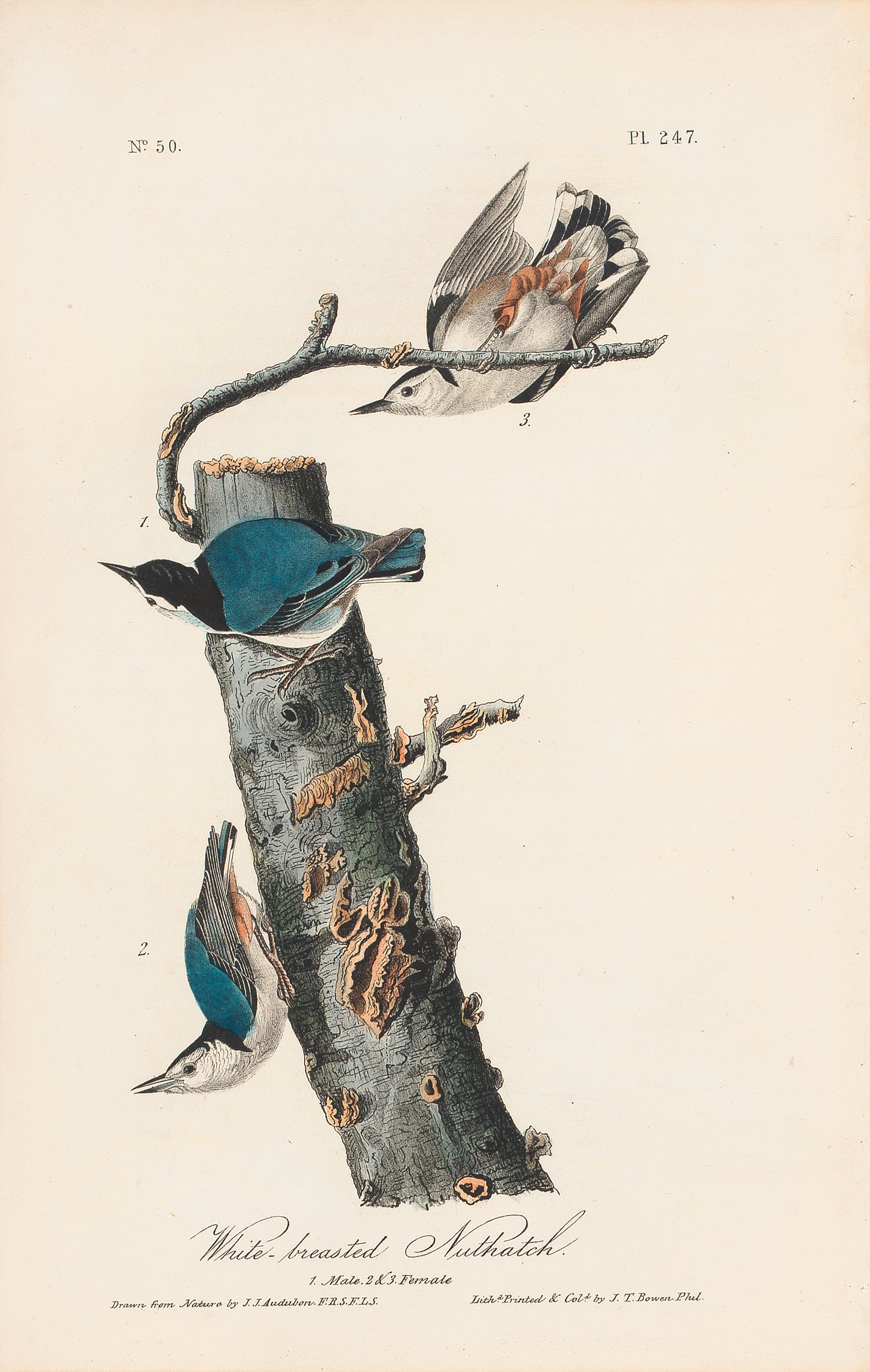 Audubon 1st Ed. Octavo Pl. 247 White-breasted Nuthatch | 1st