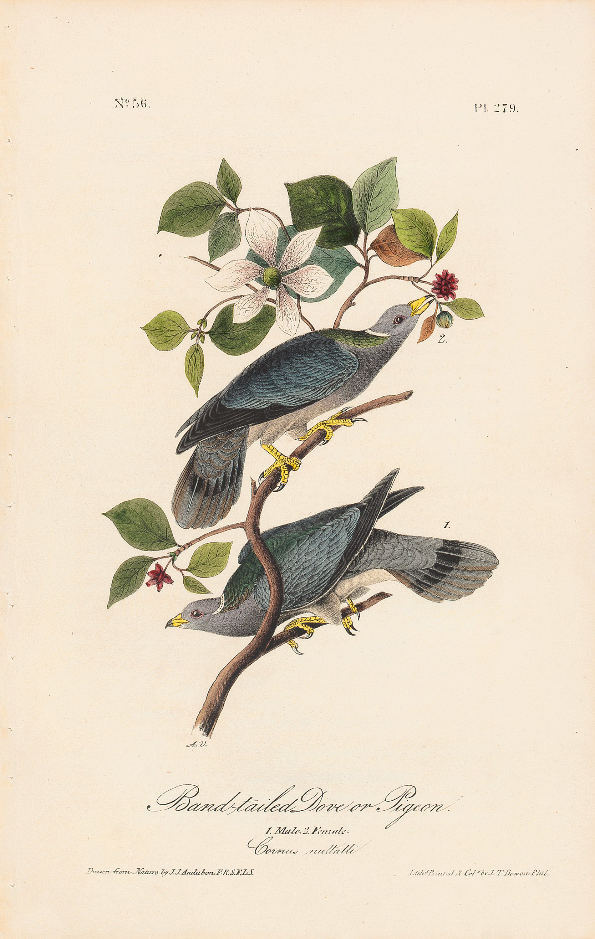 Audubon 1st Ed. Octavo Pl. 279 Band-tailed Dove or Pigeon | 1st