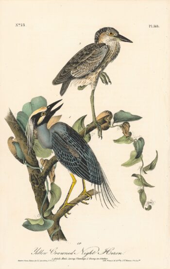 OEOC-364-1-350x552.jpg