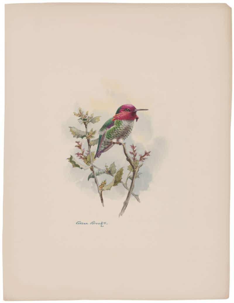 Allan Brooks Original Watercolor - Anna's Hummingbird