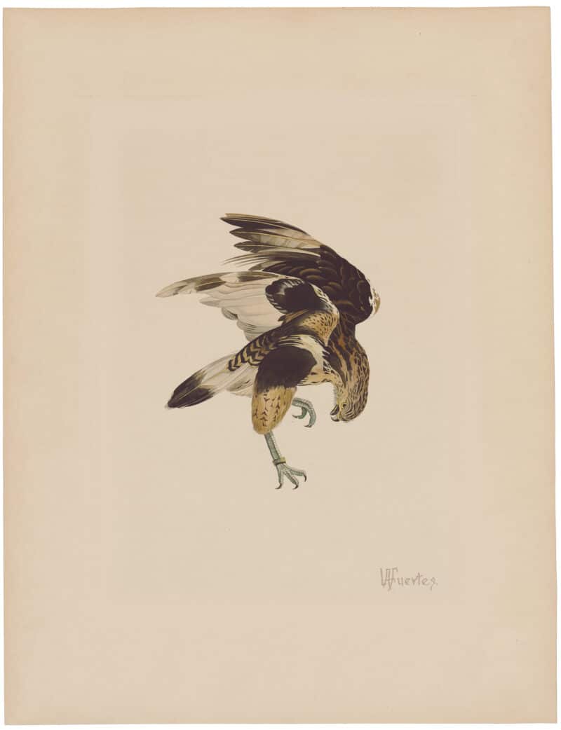 Louis Agassiz Fuertes Original Watercolor – Rough-legged Hawk