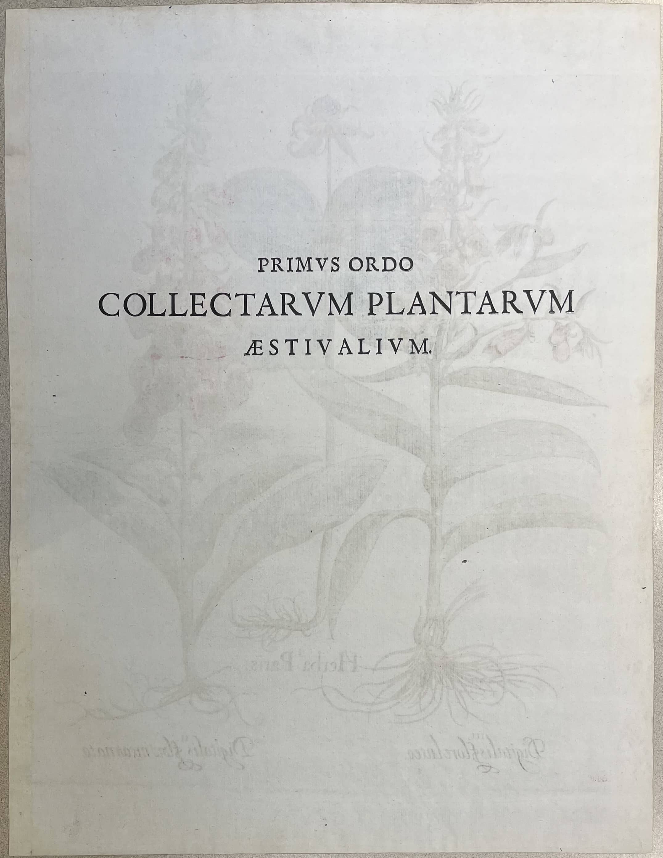 While the Deluxe edition prints do not have the corresponding text on the verso, a number of the prints do have half-titles printed on the verso.