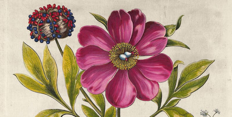 Detail of Besler Pl. 103, Corallina peony, Lady’s-mantle, Sanicle