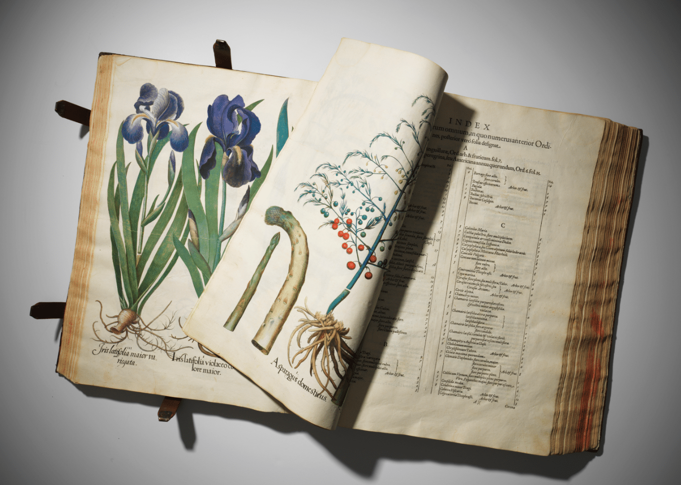 Besler's magnificent florilegium was the first of all great botanical books
