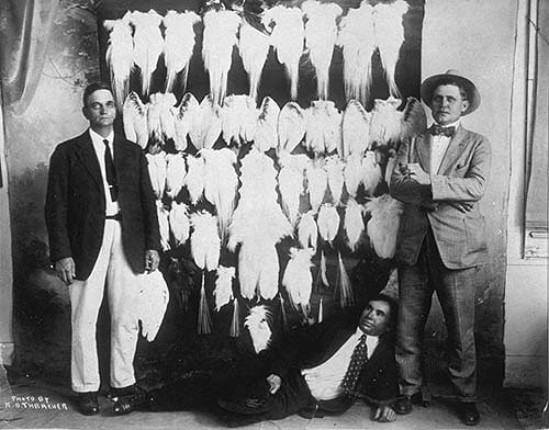 US federal agents with confiscated egret skins, 1930s. Photograph by H.B. Thrasher, David Hall.