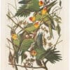 Audubon Bien Ed. Pl. 278, Carolina Parrot