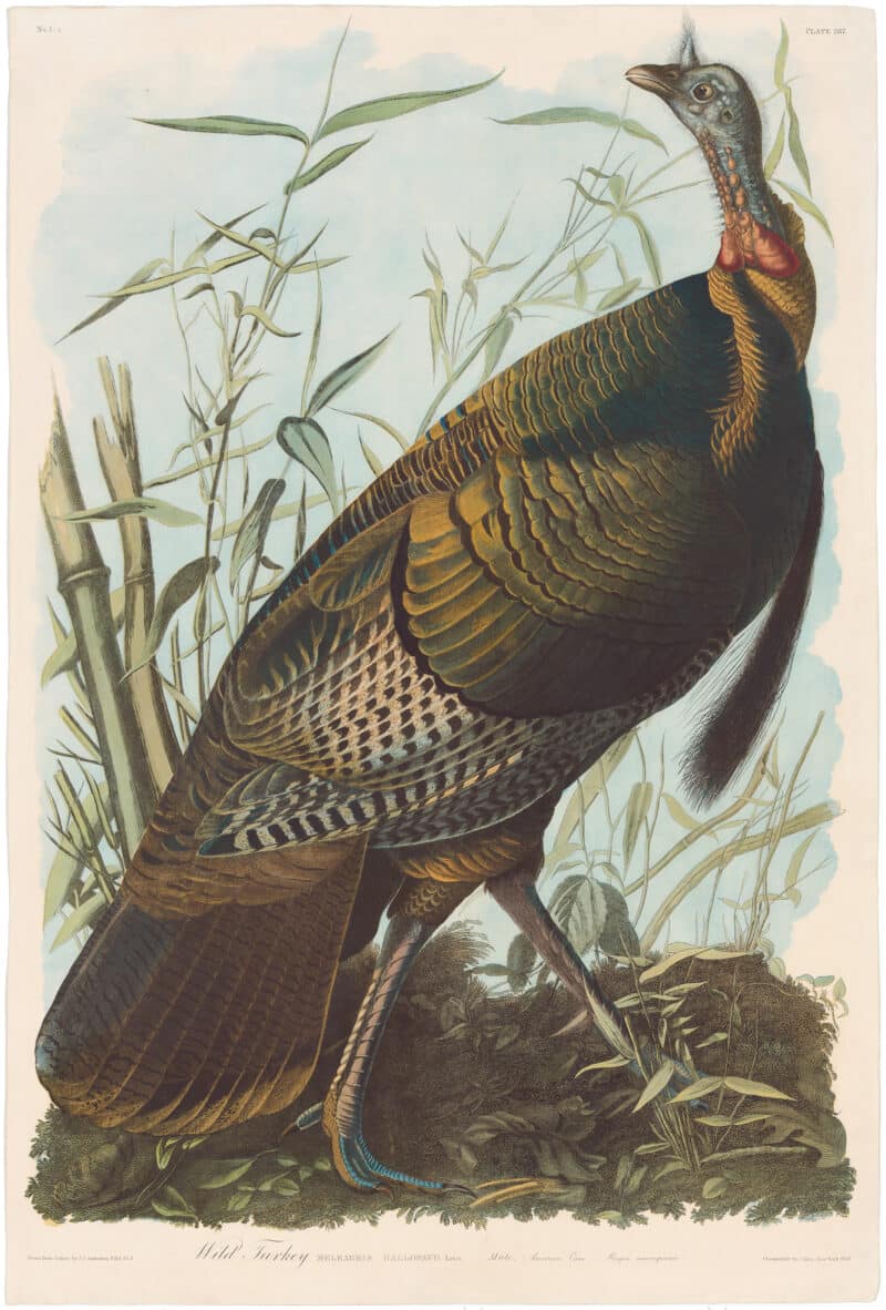 Audubon Bien Ed. Pl. 287, Wild Turkey