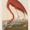 Audubon Bien Ed. Pl. 375 American Flamingo