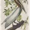 Audubon Bien Ed. Pl. 423, Brown Pelican