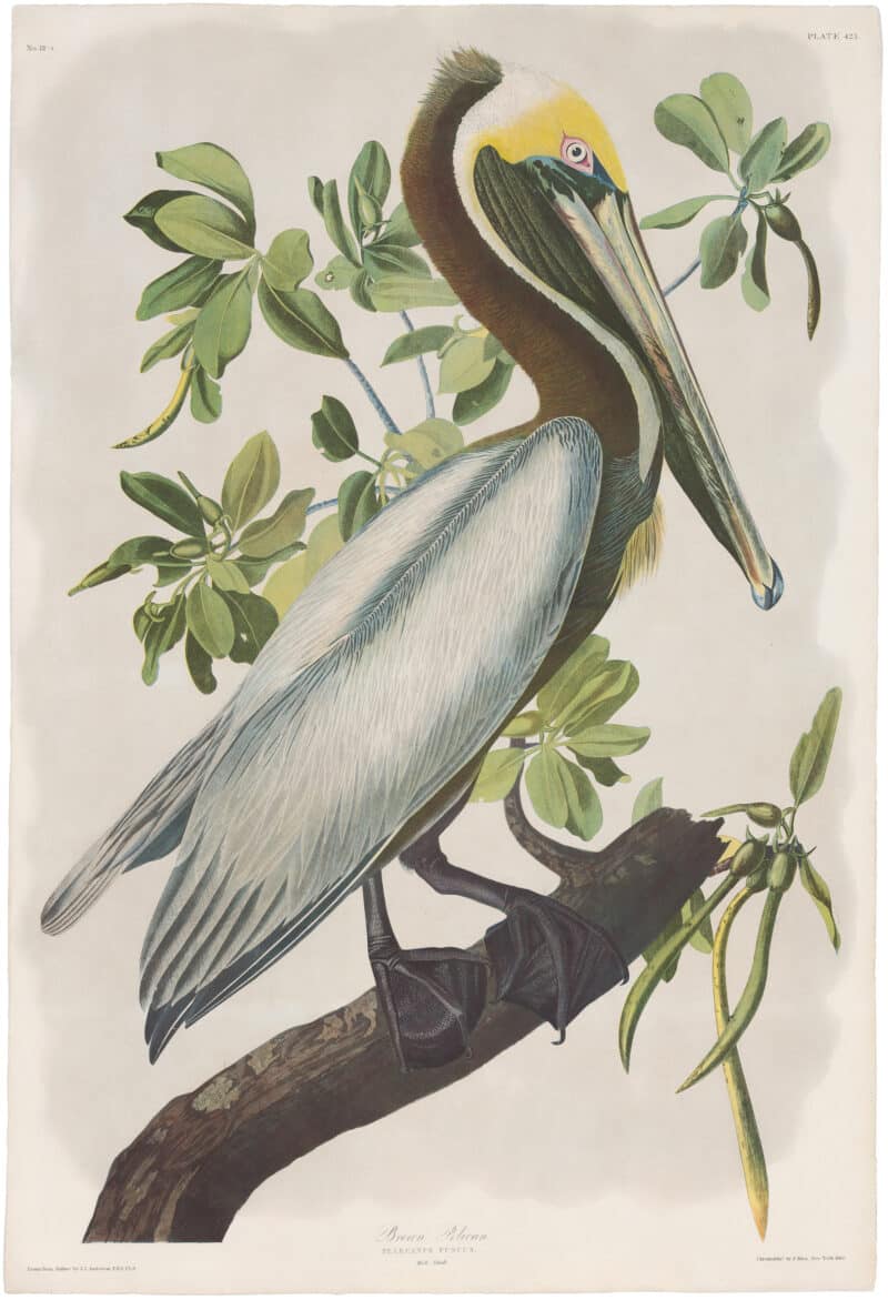 Audubon Bien Ed. Pl. 423, Brown Pelican