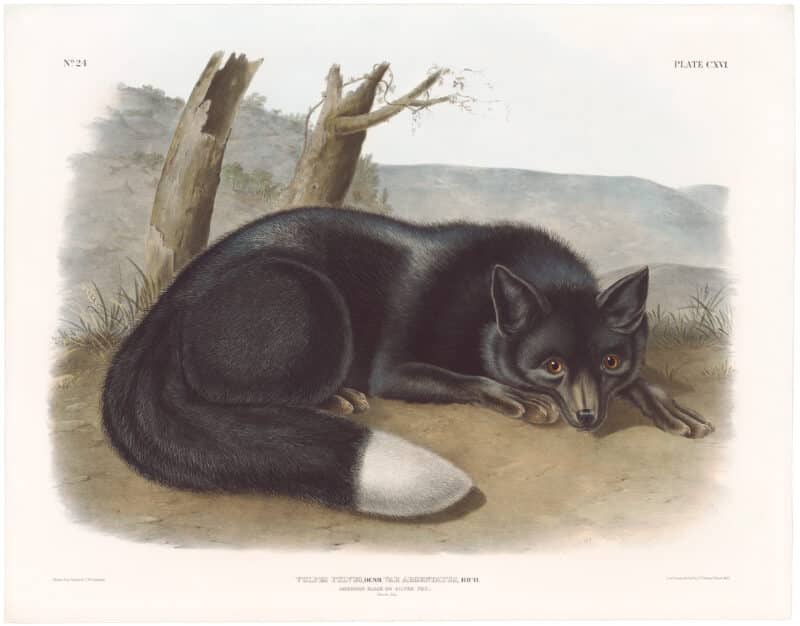 Audubon Bowen Ed. Pl. 116, American Black or Silver Fox