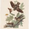 Audubon Havell Ed. Pl 82, Whip-poor-will